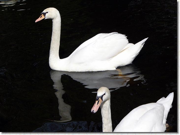 Næste billede